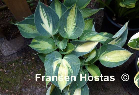 Hosta Bounty